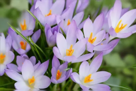 Лілак Бюті Крокус Томазіні / Crocus tommasinianus Lilac Beauty
