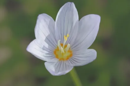 Крокус великоквітковий Кочі / Crocus kotschyanus