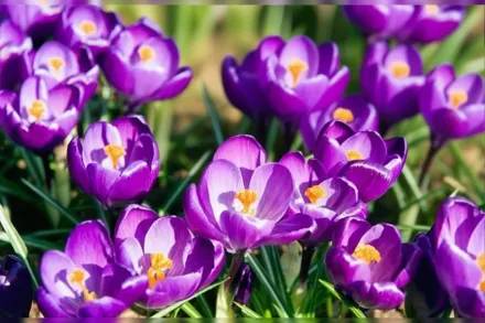 Флавер Рекорд Крокус весняний / Crocus vernus Flower Record