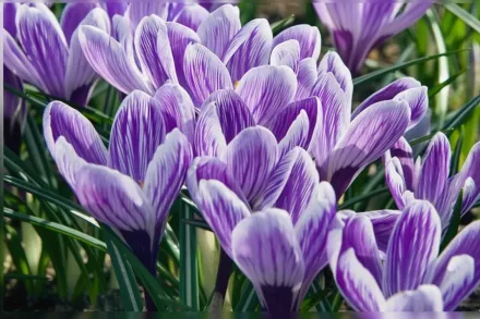 Кінг оф зе Страйпд Крокус весняний / Crocus vernus King of the Striped