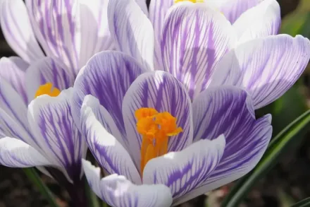 Pickwick Crocus vernus / Крокус весняний Піквік