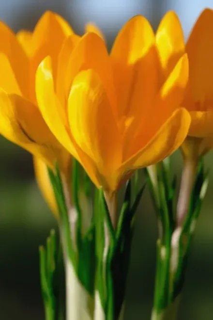 Golden Yellow Crocus x luteus / Крокус жовтий (гібридний) Голден Йеллоу