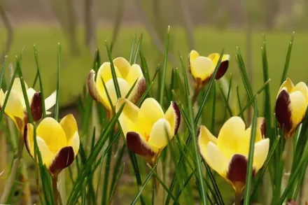 Геральд Крокус золотистий / Crocus chrysanthus Herald