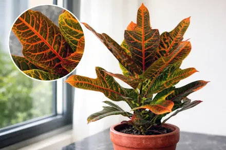 Кротон / Codiaeum variegatum