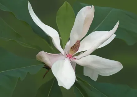 Magnolia macrophylla / Крупнолиста магнолія
