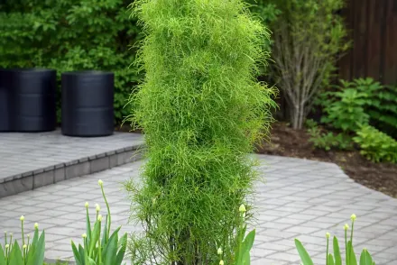 Крушина ламка Файн Лайн / Rhamnus frangula Fine Line