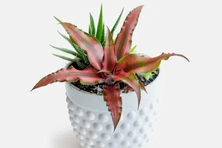 Криптантус двосмугастий / Cryptanthus bivittatus