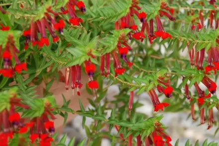 Куфея лавеа / Cuphea llavea