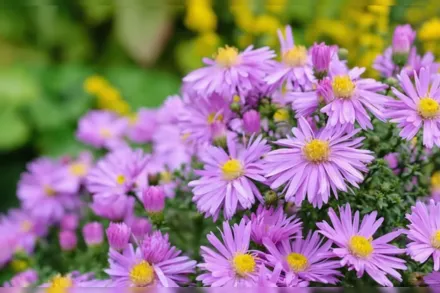 Кущова айстра / Aster dumosus