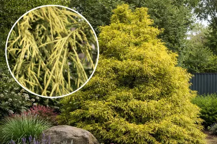 Філіфера Ауреа Кипарисовик / Chamaecyparis pisifera Filifera Aurea