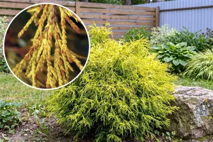 Кипарисовик Голден Моп / Chamaecyparis pisifera Golden Mop
