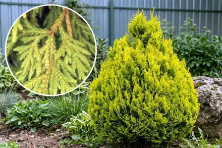 Кипарисовик Лавсона Мініма Ауреа / Chamaecyparis lawsoniana Minima Aurea
