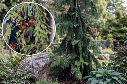 Грін Ерроу Кипарисовик нутканський / Chamaecyparis nootkatensis Green Arrow