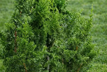 Кипарисовик Тедді Бір / Chamaecyparis obtusa Teddy Bear