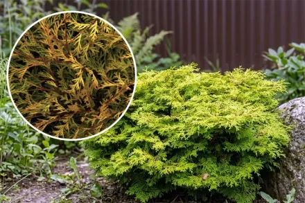 Кипарисовик туполистий Камарачіба / Chamaecyparis obtusa Kamarachiba