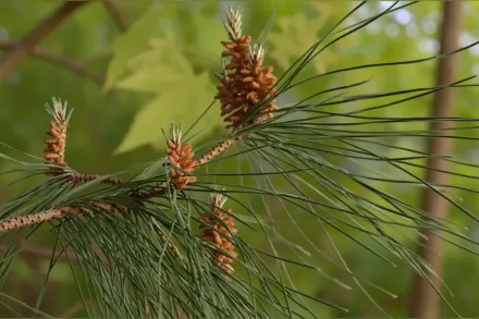 Китайська cосна / Pinus resinosa