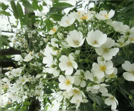 Кіфтсгейт Китайська троянда / Rosa filipes Kiftsgate