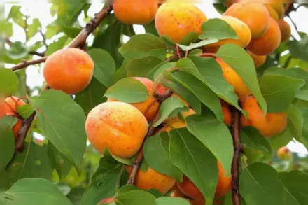 Prunus armeniaca Chinese / Китайський абрикос