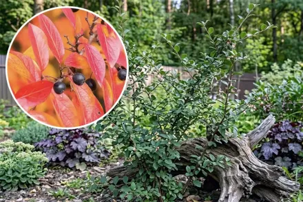 Кизильник блискучий / Cotoneaster lucidus