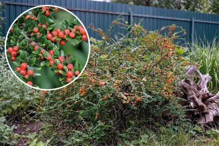 Кизильник горизонтальний / Cotoneaster horizontalis
