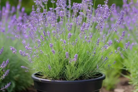 Платінум Блонд Лаванда / Lavandula angustifolia Platinum Blonde
