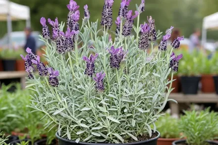 Лаванда Сілвер Анук / Lavandula stoechas Silver Anouk