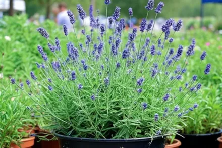 Світ Романс Лаванда / Lavandula angustifolia Sweet Romance
