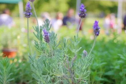 Lavandula dentata / Лаванда зубчаста