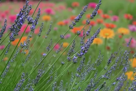 Гроссо Лавандин / Lavandula x intermedia Grosso