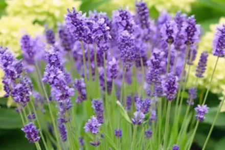 Impress Purple Lavandula x intermedia / Лавандин Імпрес Пурпл