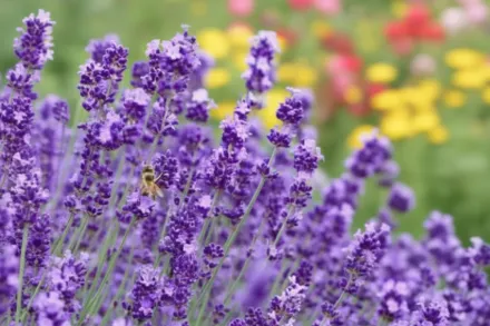 Хідкот Гіант Лавандин / Lavandula x intermedia Hidcote Giant