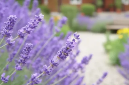 Сіл Лавандин / Lavandula x intermedia Seal