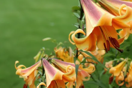 Лілія Африкан Квін / Lilium African Queen