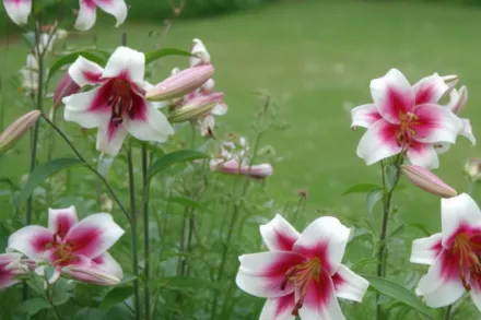 Лілія Алтарі / Lilium Altari