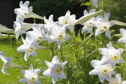 Лілія біла / Lilium candidum
