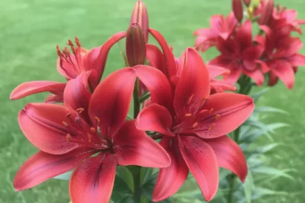 Лілія Блек Аут / Lilium Black Out