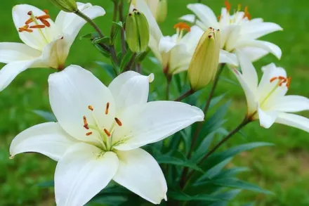 Лілія Брайт Даймонд / Lilium Bright Diamond