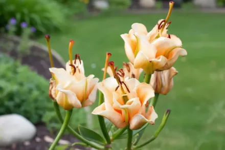 Лілія Ейпрікот Фадж / Lilium Apricot Fudge