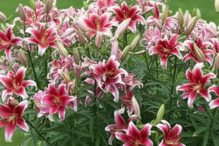 Лілія Флешпойнт / Lilium Flashpoint