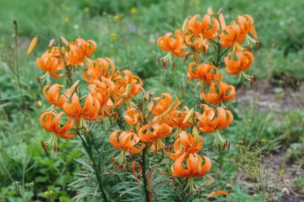 Лілія Генрі / Lilium Henryi