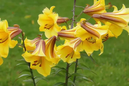 Лілія Голден Сплендор / Lilium Golden Splendor