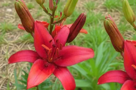 Лілія Гран Парадісо / Lilium Gran Paradiso