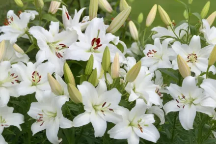 Лілія Каса Бланка / Lilium Casa Blanca