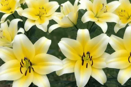 Лілія Конка д’Ор / Lilium Conca d’Or