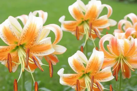 Лілія Леді Еліс / Lilium Lady Alice