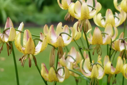 Лілія Місіс Р. О. Бекхаус / Lilium Mrs R.O. Backhouse