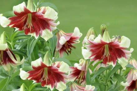 Лілія непальська / Lilium nepalense