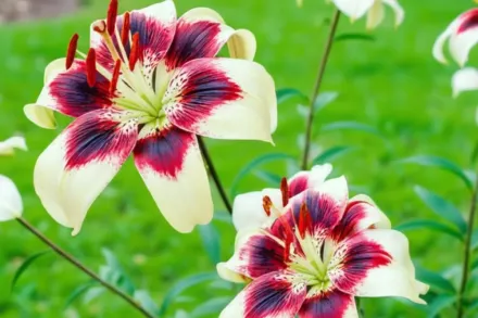 Лілія Патрішіяс Прайд / Lilium Patricia’s Pride