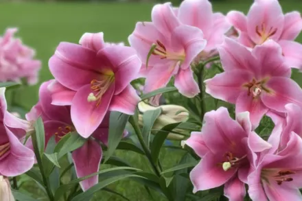 Лілія Пінк Хевен / Lilium Pink Heaven