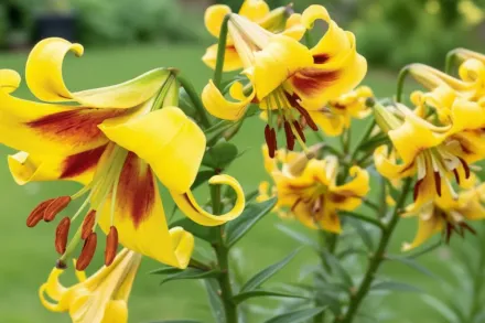 Лілія Роберт Свонсон / Lilium Robert Swanson